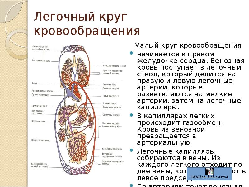 Презентация малый круг кровообращения