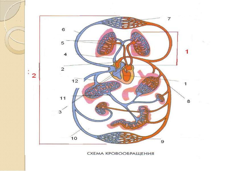 Кровеносная система человека схема круги кровообращения картинки с подписями