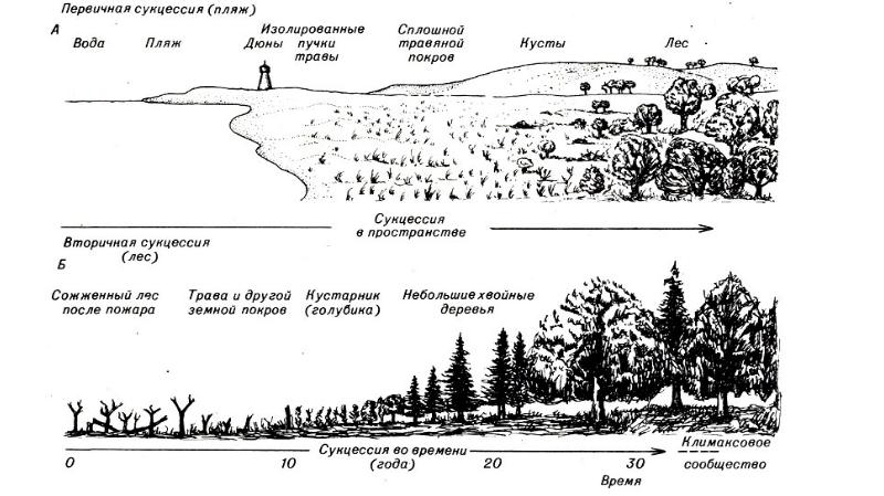 Первичная сукцессия презентация