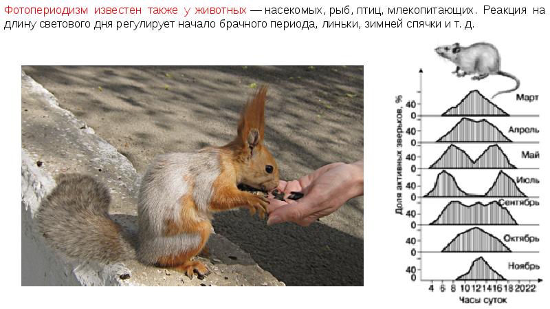 Примеры фотопериодизма. Фотопериодизм у животных. Фотопериодизм млекопитающих. Линька у птиц и млекопитающих. Фотопериодизм у животных примеры
