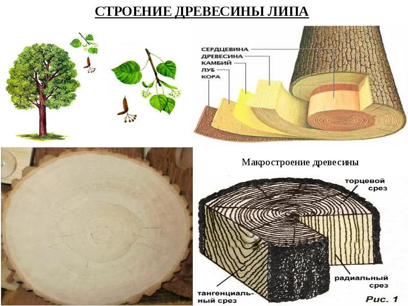 Составляющие древесины. Липа структура древесины. Строение древесины липы. Строение древесины в разрезе. Липа строение дерева.