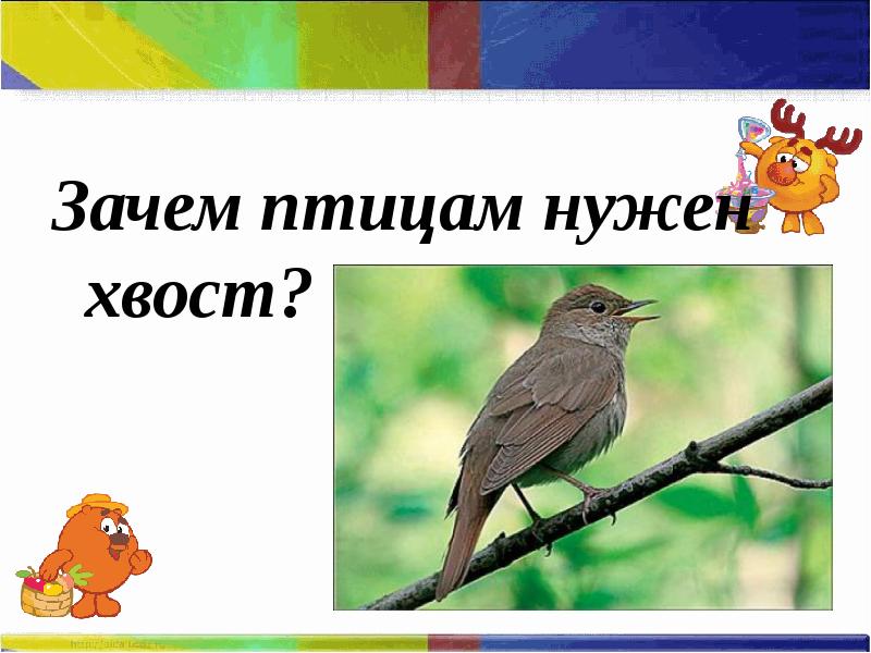 Зачем птице. Зачем птицам хвост нужен. Птицы 1 класс 21 век презентация. Урок окружающий нас мир 2 класс школа 21 века. Окружающий мир 1 класс птицы урок 21 века.