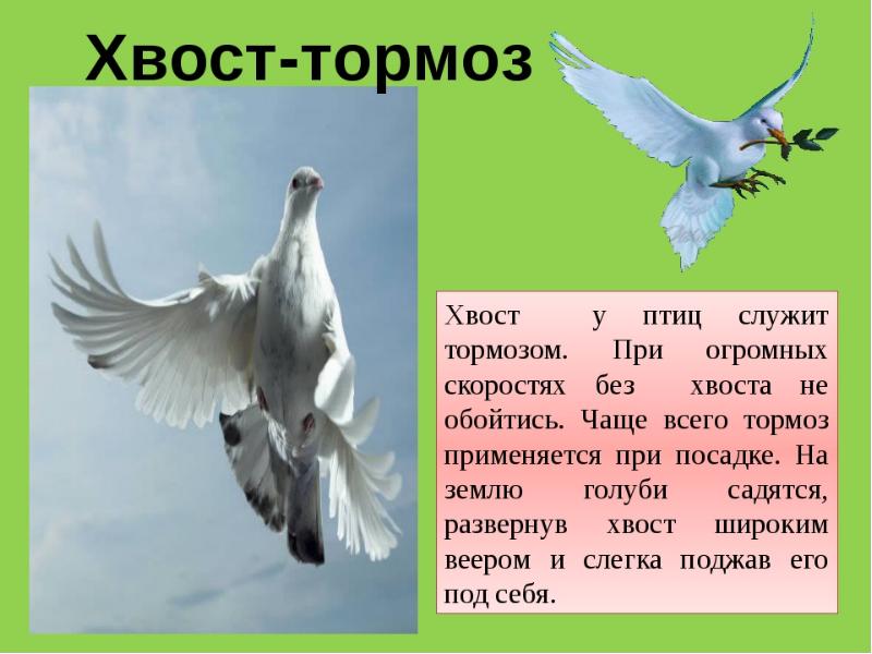 Время не птица за хвост не. Хвост птицы. Для чего нужен хвост птицам. Хвост птицы 7 класс. Функции хвоста птиц.