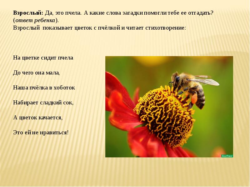 Информация о пчелах 2 класс окружающий. Информация о пчелах. Сообщение о пчелах 2. Сообщение о пчелах. Интересные факты о пчелах.