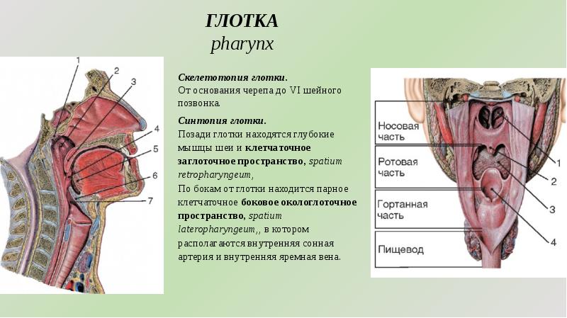 Топографическая анатомия глотки презентация