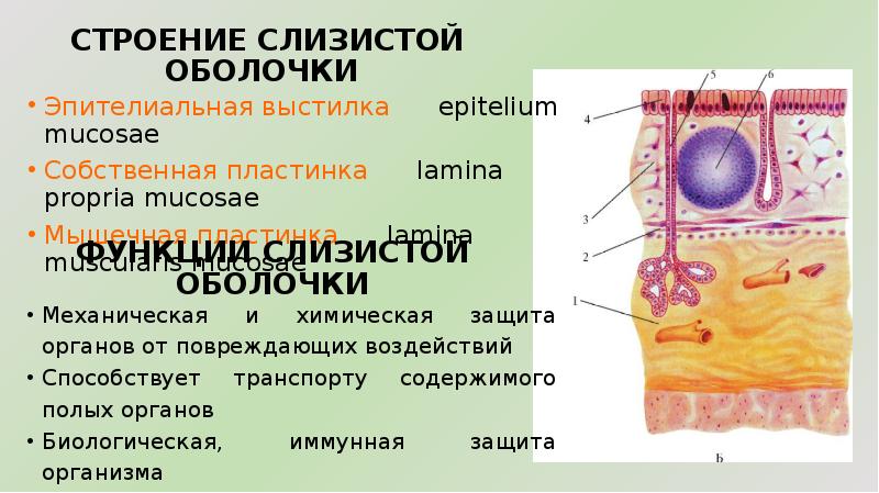 Строение стенок трубчатых органов