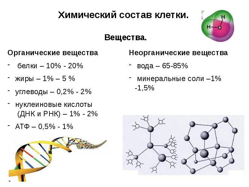 Химический состав клетки 10 класс презентация