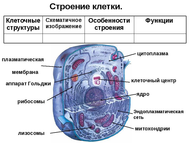 Клетка презентация по биологии 9 класс