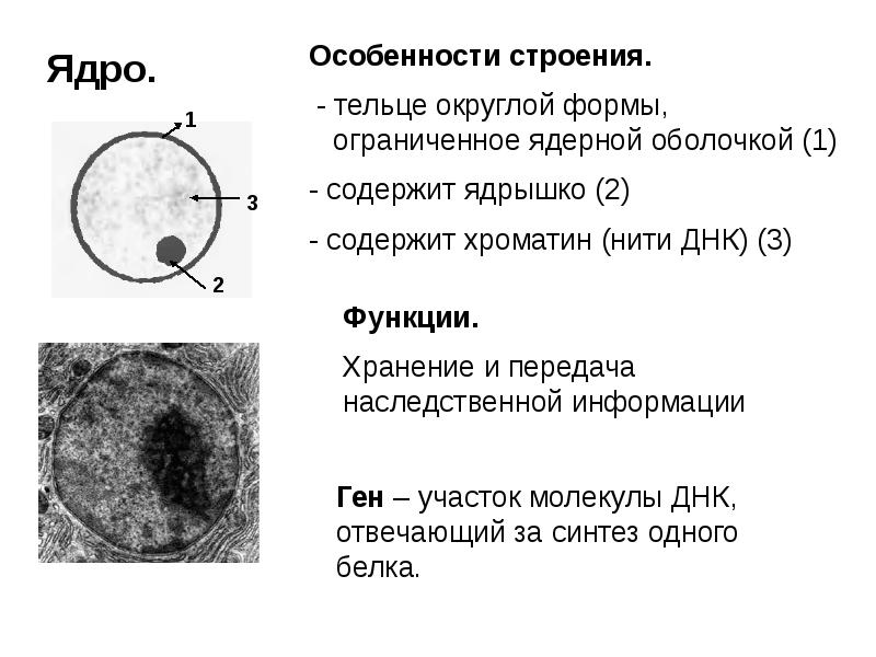 Строение клетки егэ презентация