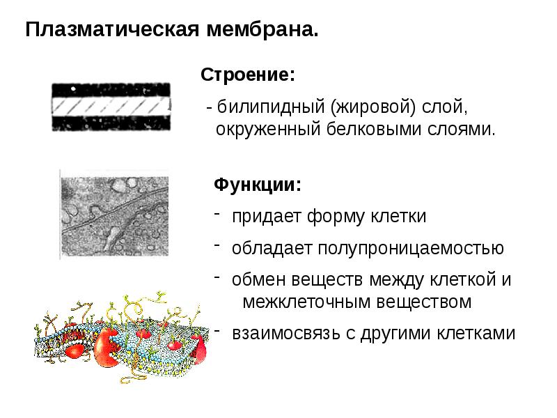 Презентация клеточное строение организма 8 класс презентация