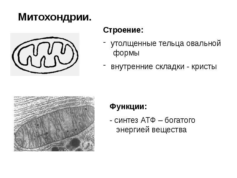 Презентация клеточное строение организма 8 класс презентация