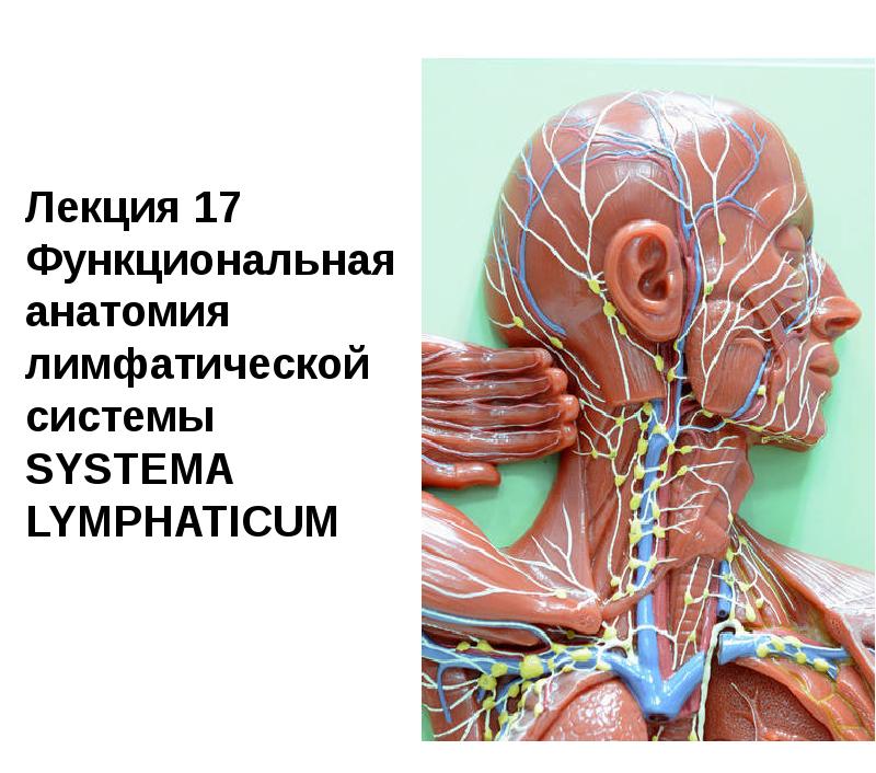 Анатомия лимфатической системы человека схема