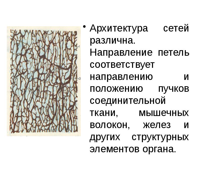 Архитектура сетей различна. Направление петель соответствует направлению и положению пучков соединительной Архитектура сетей различна. Направление петель соответствует направлению и положению пучков соединительной