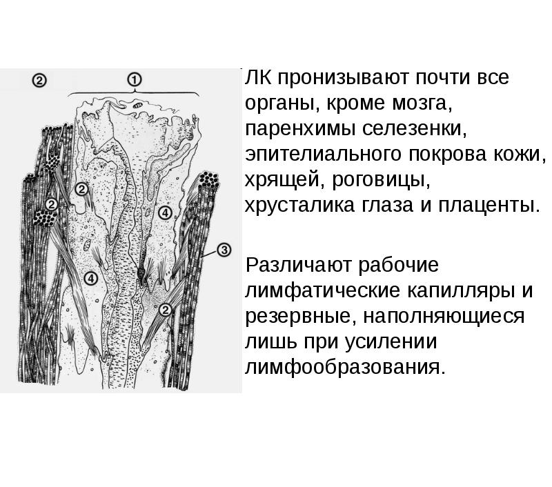 ЛК пронизывают почти все органы, кроме мозга, паренхимы селезенки, эпителиального покрова ЛК пронизывают почти все органы, кроме мозга, паренхимы селезенки, эпителиального покрова