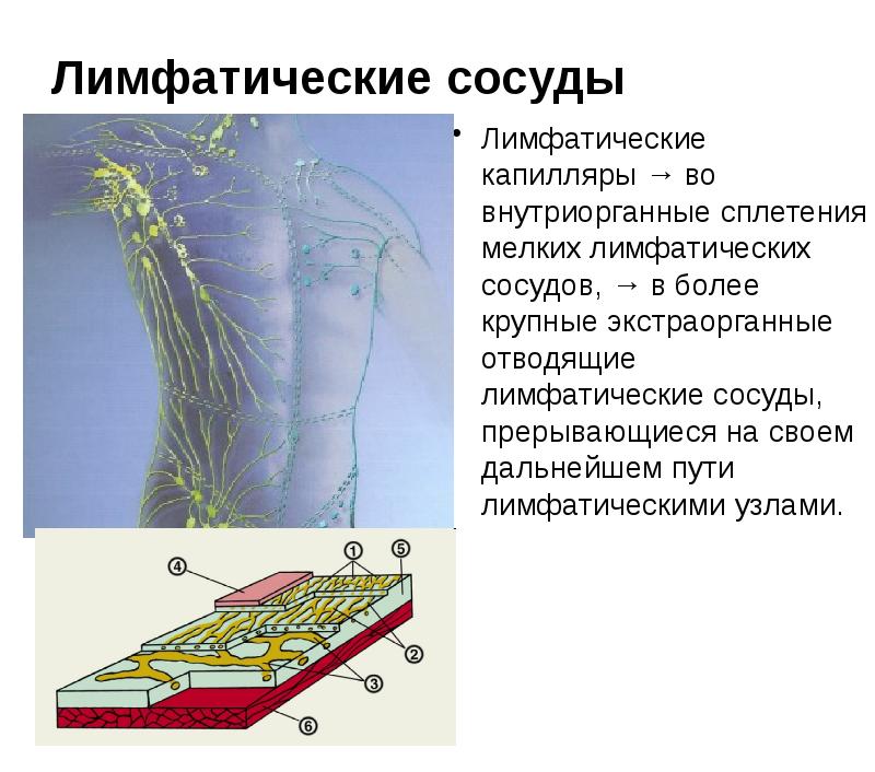 Оболочки лимфатического сосуда