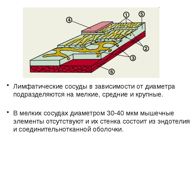 Лимфатические сосуды в зависимости от диаметра подразделяются на мелкие, средние и Лимфатические сосуды в зависимости от диаметра подразделяются на мелкие, средние и