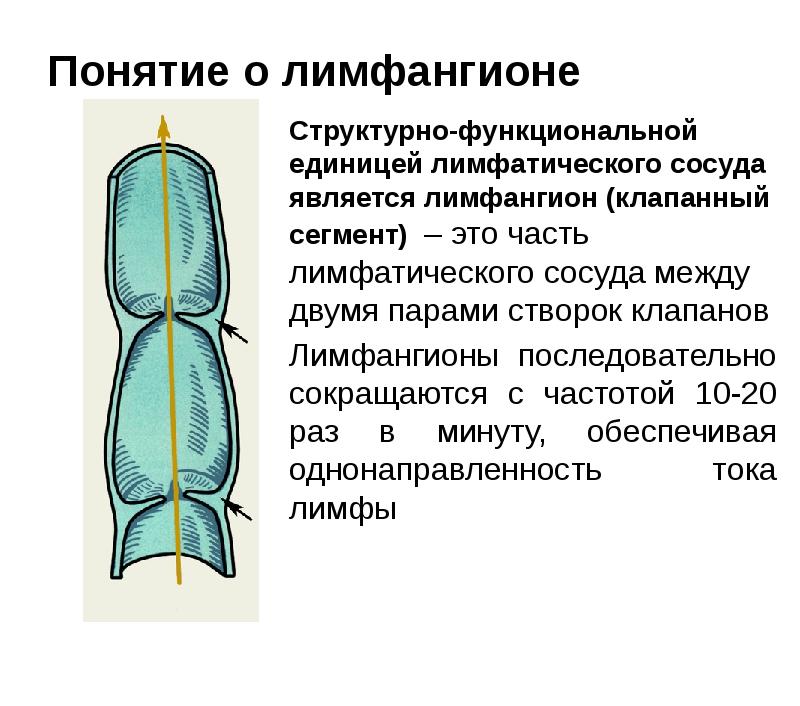 Понятие о лимфангионе
Структурно-функциональной единицей лимфатического сосуда является лимфангион (клапанный сегмент) Понятие о лимфангионе
Структурно-функциональной единицей лимфатического сосуда является лимфангион (клапанный сегмент)