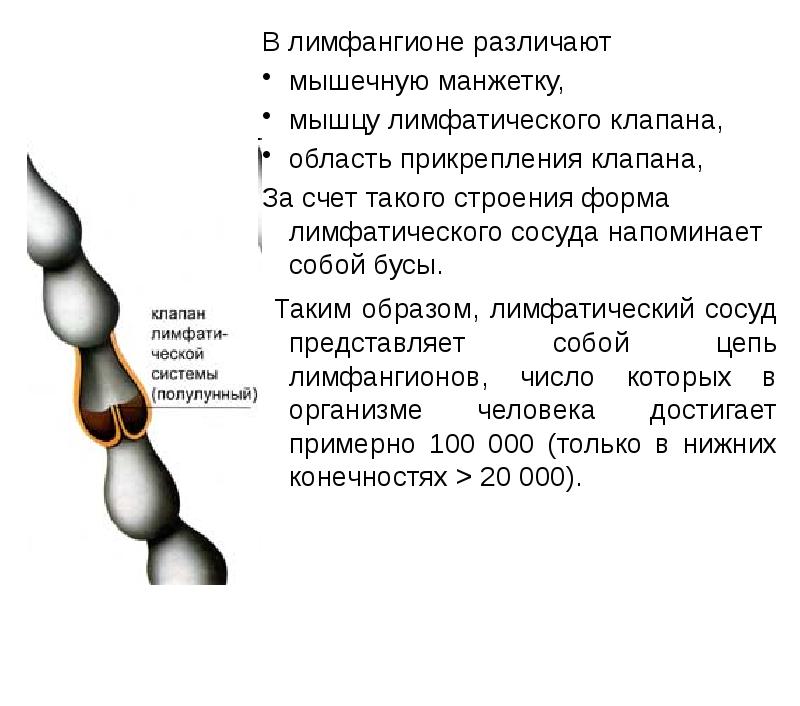 В лимфангионе различают
В лимфангионе различают
мышечную манжетку,
В лимфангионе различают
В лимфангионе различают
мышечную манжетку,
