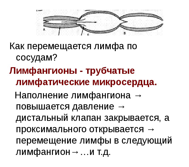 Как перемещается лимфа по сосудам?
Как перемещается лимфа по сосудам? Как перемещается лимфа по сосудам?
Как перемещается лимфа по сосудам?