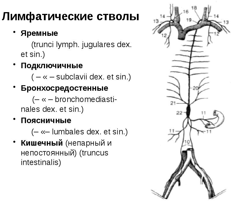 Лимфатические стволы
Яремные
(trunci lymph. jugulares dех. et sin.)
Подключичные Лимфатические стволы
Яремные
(trunci lymph. jugulares dех. et sin.)
Подключичные