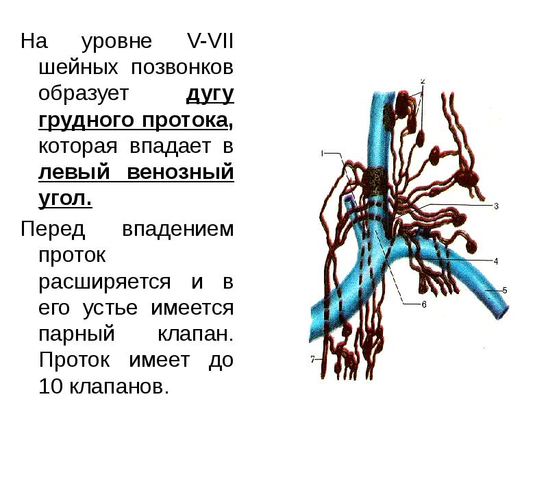 На уровне V-VII шейных позвонков образует дугу грудного протока, которая впадает На уровне V-VII шейных позвонков образует дугу грудного протока, которая впадает