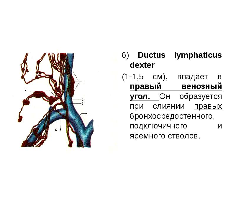 Венозный угол фото