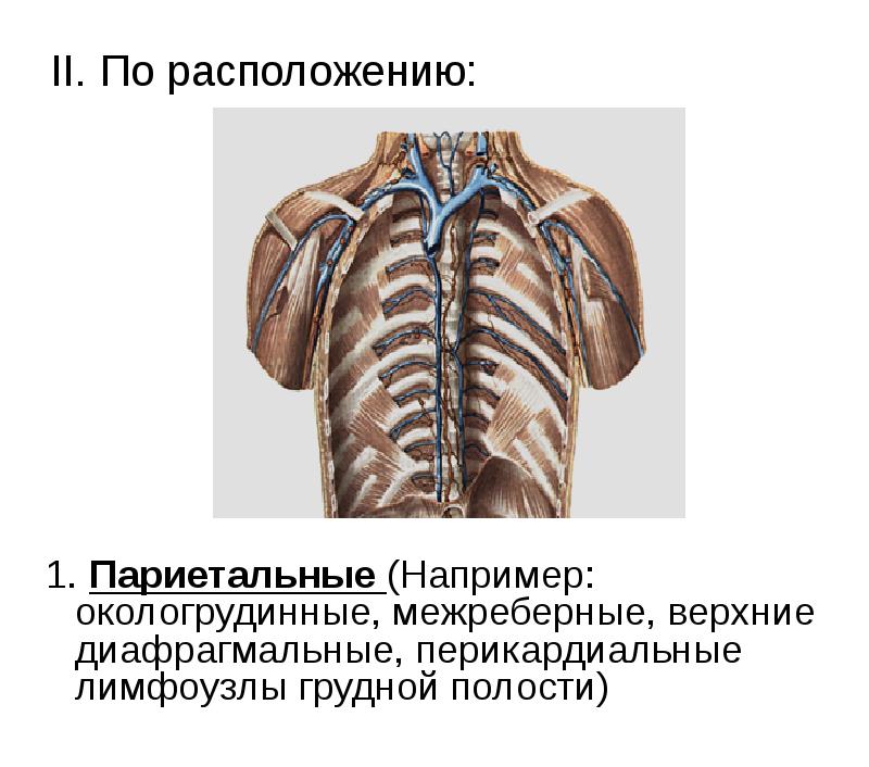 II. По расположению:
1. Париетальные (Например: окологрудинные, межреберные, верхние II. По расположению:
1. Париетальные (Например: окологрудинные, межреберные, верхние