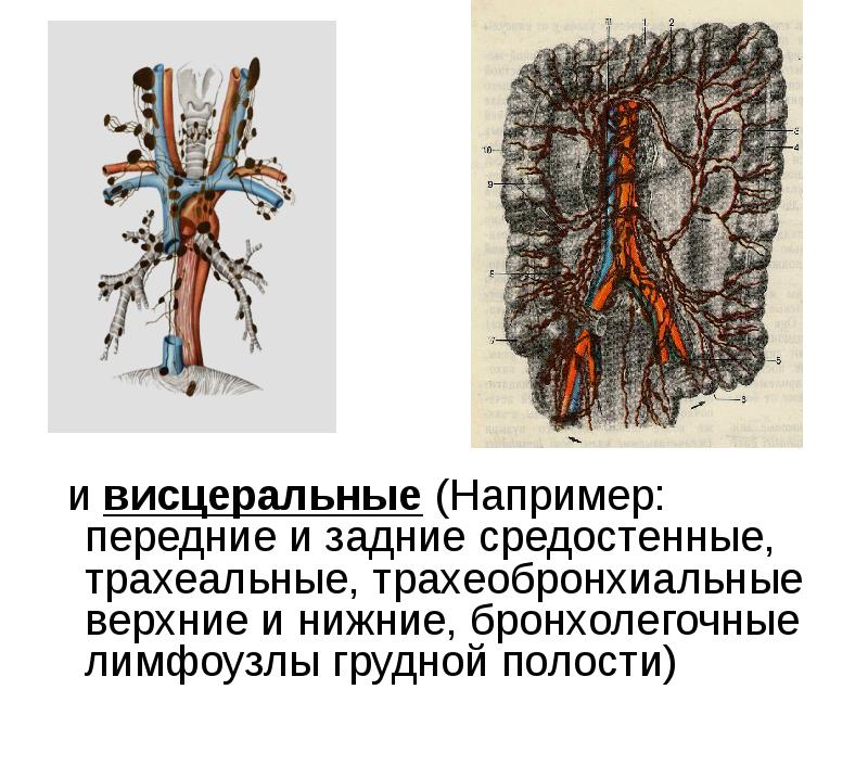 и висцеральные (Например: передние и задние средостенные, трахеальные, трахеобронхиальные верхние и и висцеральные (Например: передние и задние средостенные, трахеальные, трахеобронхиальные верхние и