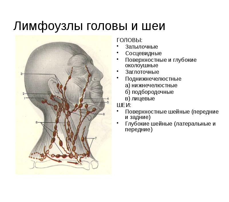 Лимфоузлы головы и шеи
ГОЛОВЫ:
Затылочные
Сосцевидные
Поверхностные и глубокие околоушные
Лимфоузлы головы и шеи
ГОЛОВЫ:
Затылочные
Сосцевидные
Поверхностные и глубокие околоушные