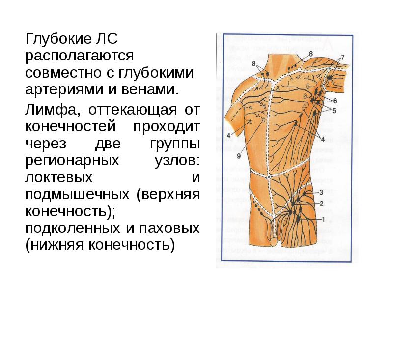 Глубокие ЛС располагаются совместно с глубокими артериями и венами.
Глубокие ЛС Глубокие ЛС располагаются совместно с глубокими артериями и венами.
Глубокие ЛС