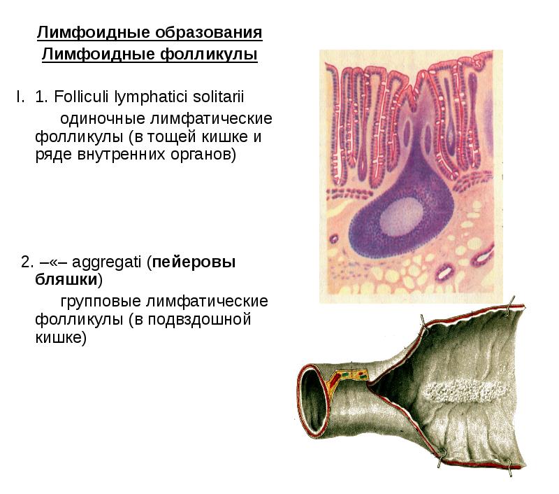 В лимфатическую систему из стенки кишечника диффундируют