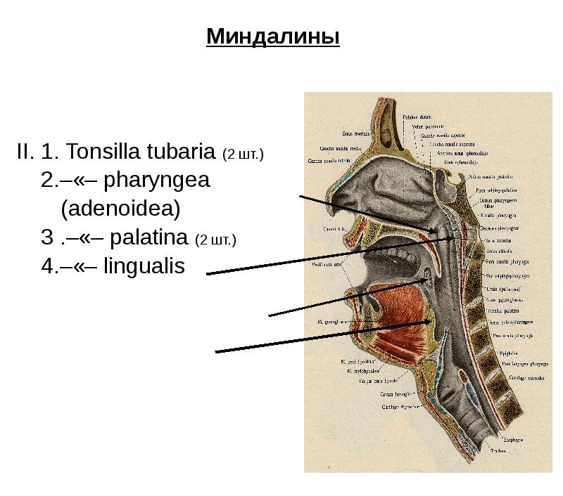 Миндалины
Миндалины
II. 1. Tonsilla tubaria (2 шт.)
2.–«– Миндалины
Миндалины
II. 1. Tonsilla tubaria (2 шт.)
2.–«–