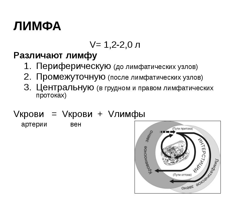 ЛИМФА
V= 1,2-2,0 л
Различают лимфу
Периферическую (до лимфатических узлов)
Промежуточную ЛИМФА
V= 1,2-2,0 л
Различают лимфу
Периферическую (до лимфатических узлов)
Промежуточную
