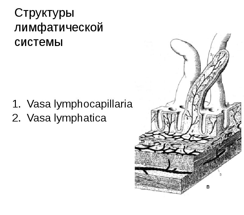 Структуры лимфатической системы
Vasa lymphocapillaria
Vasa lymphatica Структуры лимфатической системы
Vasa lymphocapillaria
Vasa lymphatica
