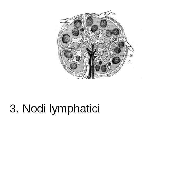 3. Nodi lymphatici
3. Nodi lymphatici 3. Nodi lymphatici
3. Nodi lymphatici
