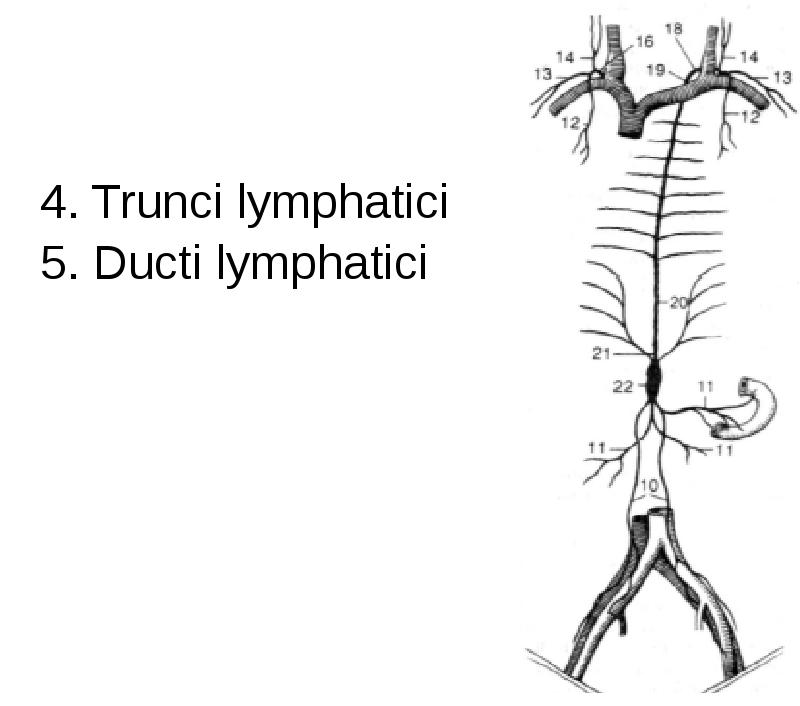 4. Trunci lymphatici
4. Trunci lymphatici
5. Ducti lymphatici 4. Trunci lymphatici
4. Trunci lymphatici
5. Ducti lymphatici