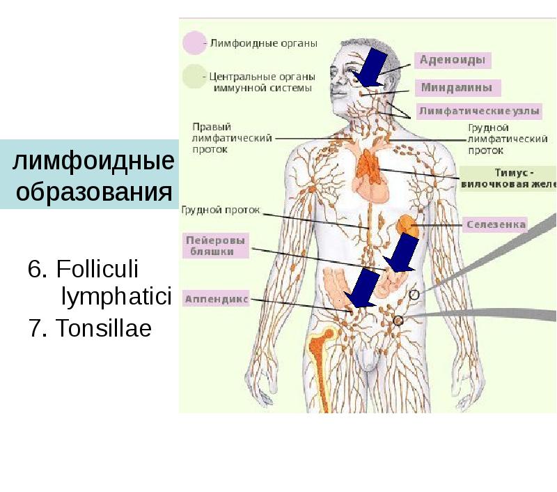 6. Folliculi lymphatici
6. Folliculi lymphatici
7. Tonsillae 6. Folliculi lymphatici
6. Folliculi lymphatici
7. Tonsillae