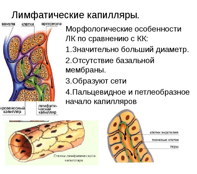 Лимфатические капилляры.
Морфологические особенности ЛК по сравнению с КК:
Значительно больший Лимфатические капилляры.
Морфологические особенности ЛК по сравнению с КК:
Значительно больший