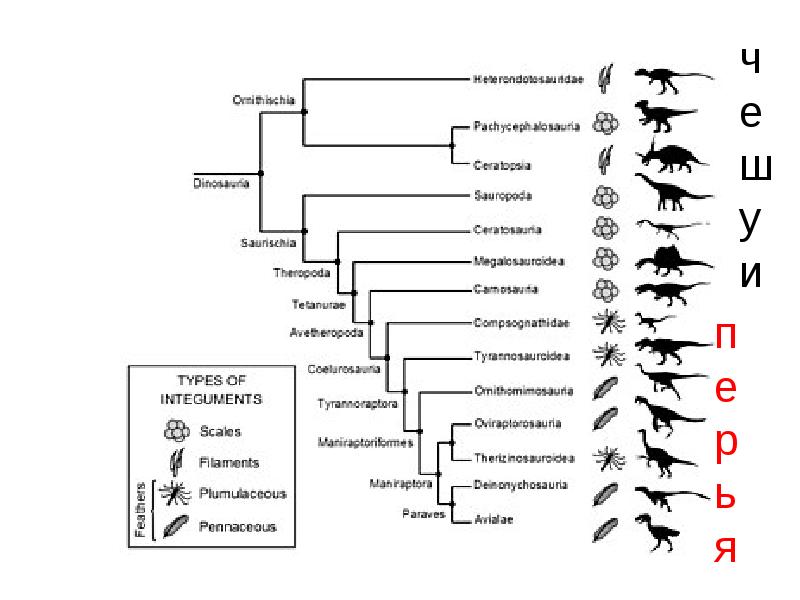 Филогения птиц схема