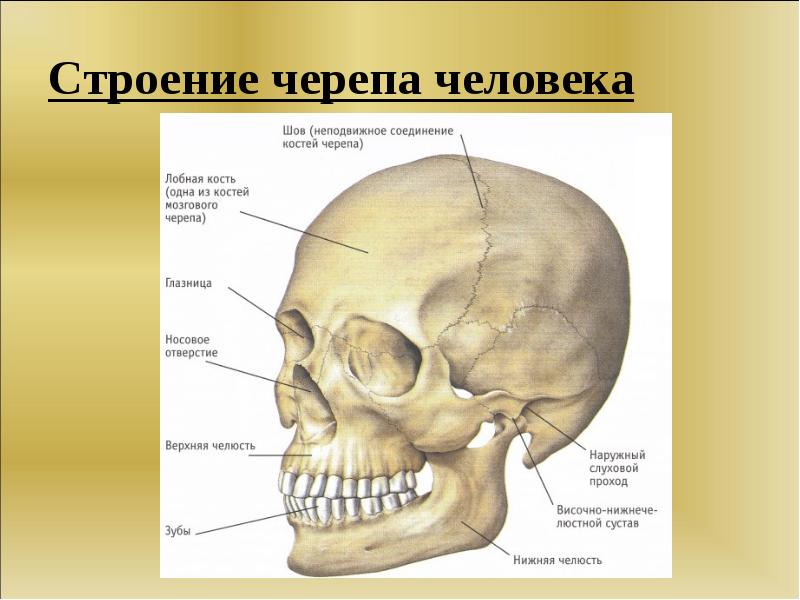 Скелет человека с названием костей на русском фото