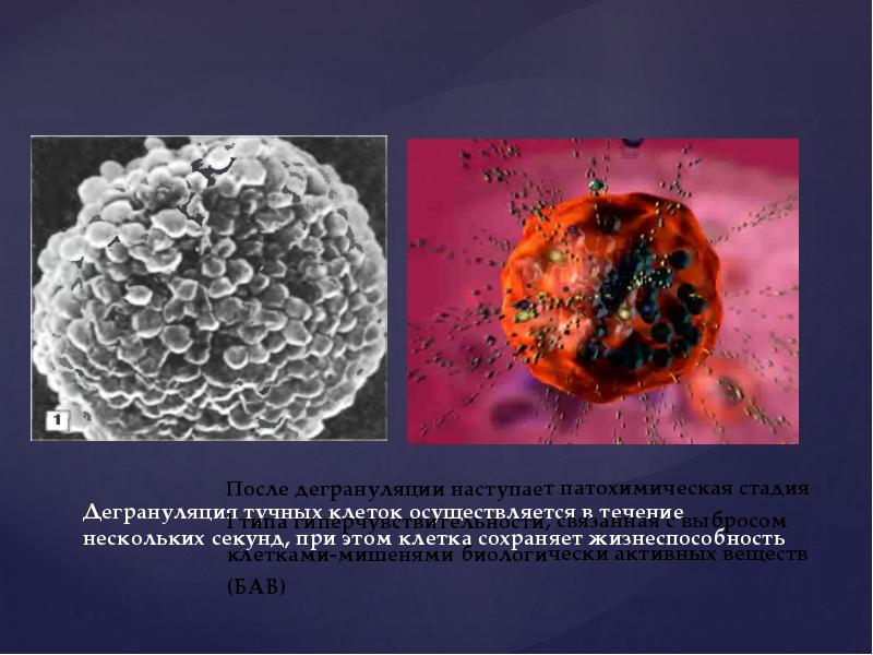 Дегрануляция тучных клеток осуществляется в течение нескольких секунд, при этом клетка Дегрануляция тучных клеток осуществляется в течение нескольких секунд, при этом клетка