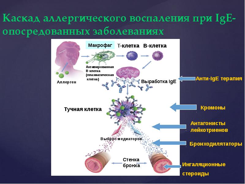 Каскад аллергического воспаления при IgE- опосредованных заболеваниях Каскад аллергического воспаления при IgE- опосредованных заболеваниях
