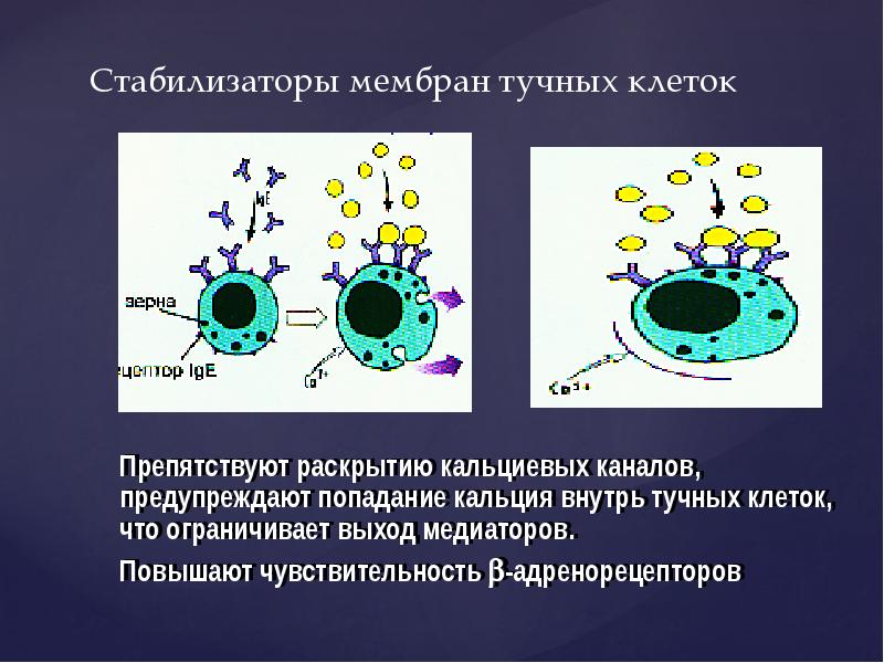 Стабилизаторы мембран тучных клеток Стабилизаторы мембран тучных клеток