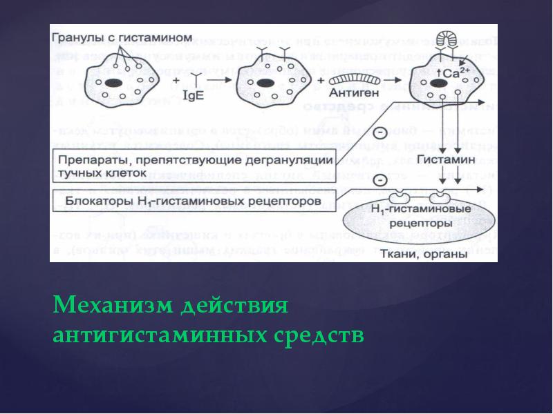 Механизм действия антигистаминных средств Механизм действия антигистаминных средств
