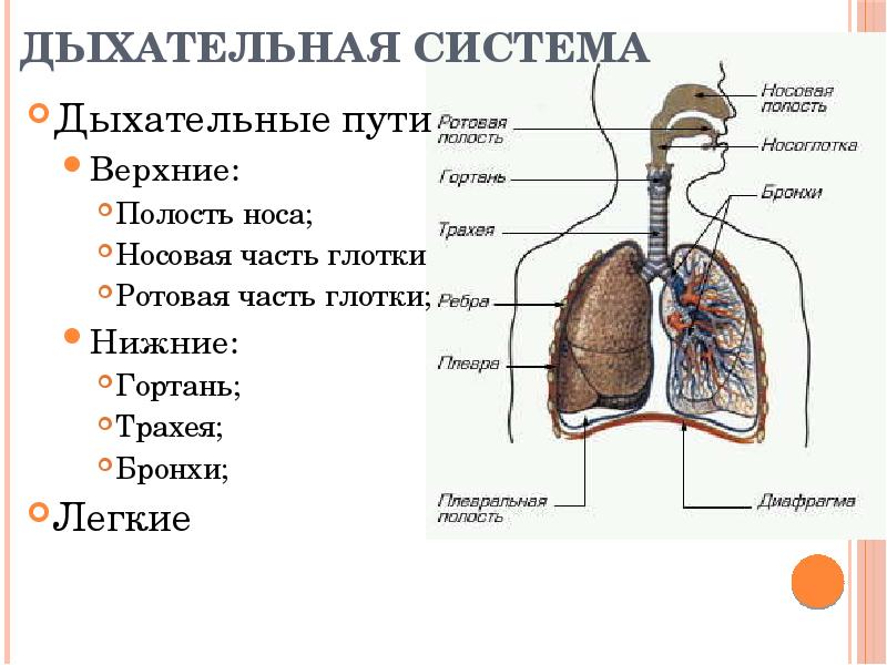 Каким номером на рисунке обозначены воздухоносные пути