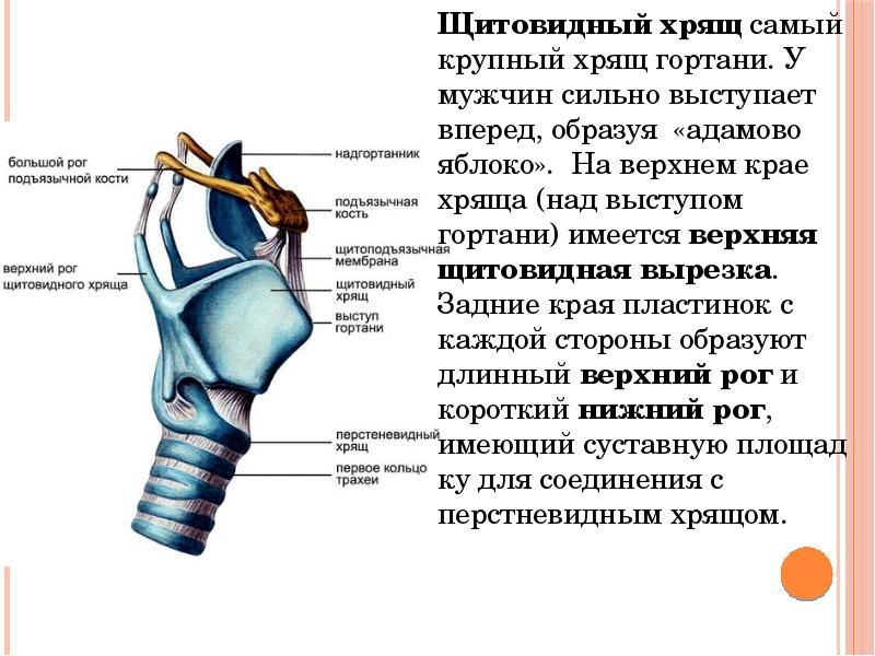 Под каким номером на рисунке изображена гортань человека