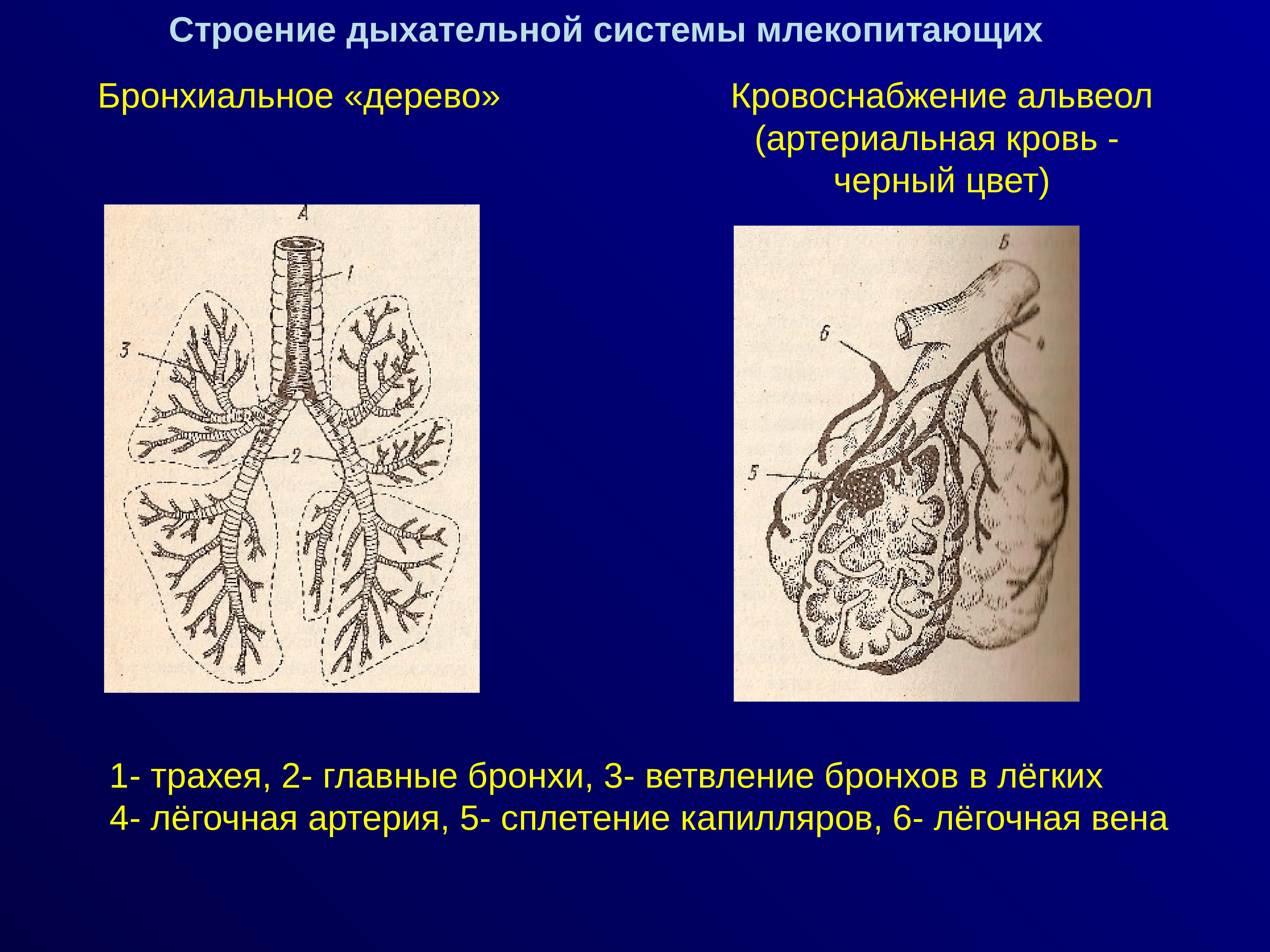 Дыхание млекопитающих схема