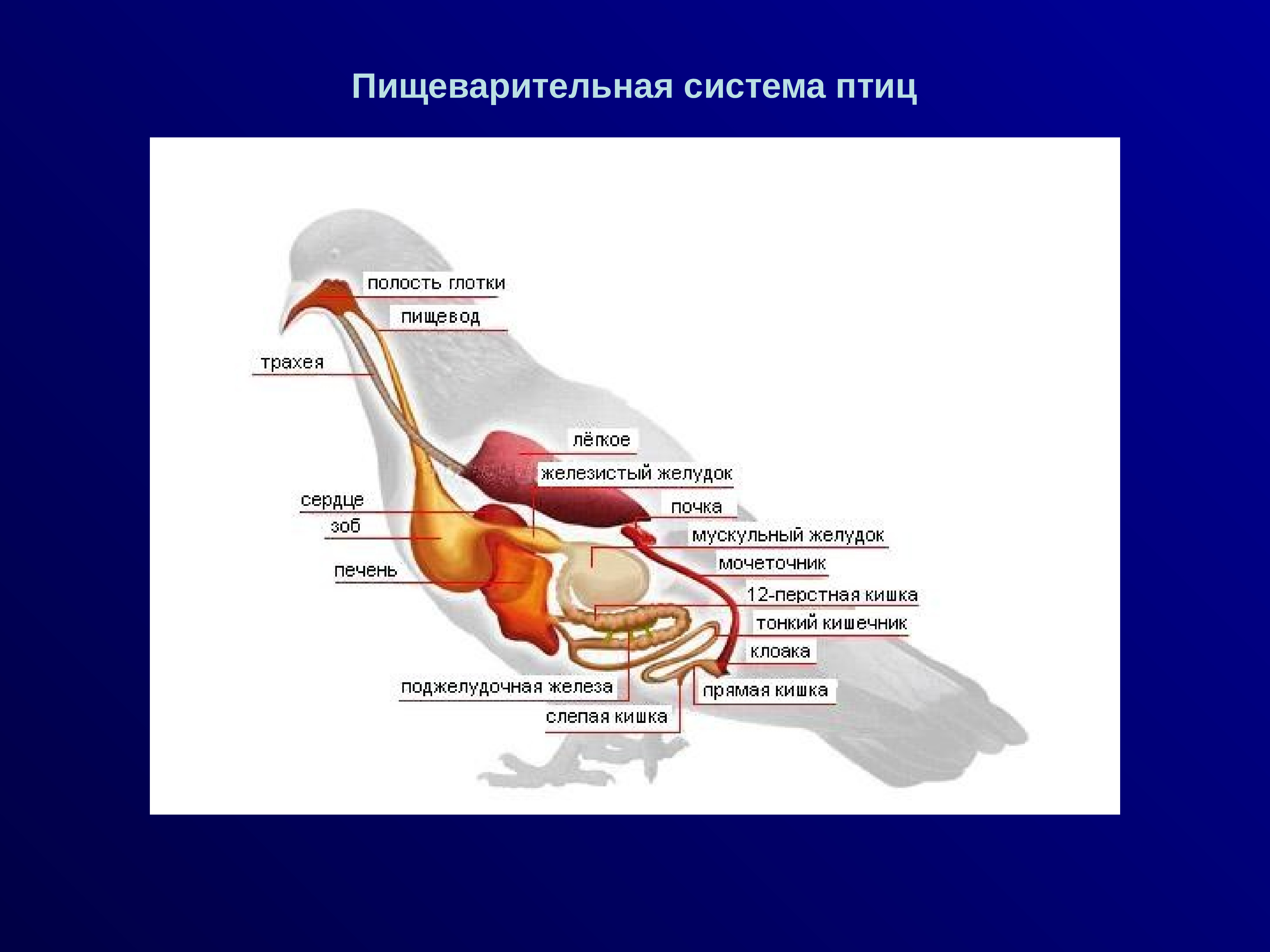 Пищеварительная система птиц. Пищевод птиц. Полости птиц. Пищеварительная система гуся.