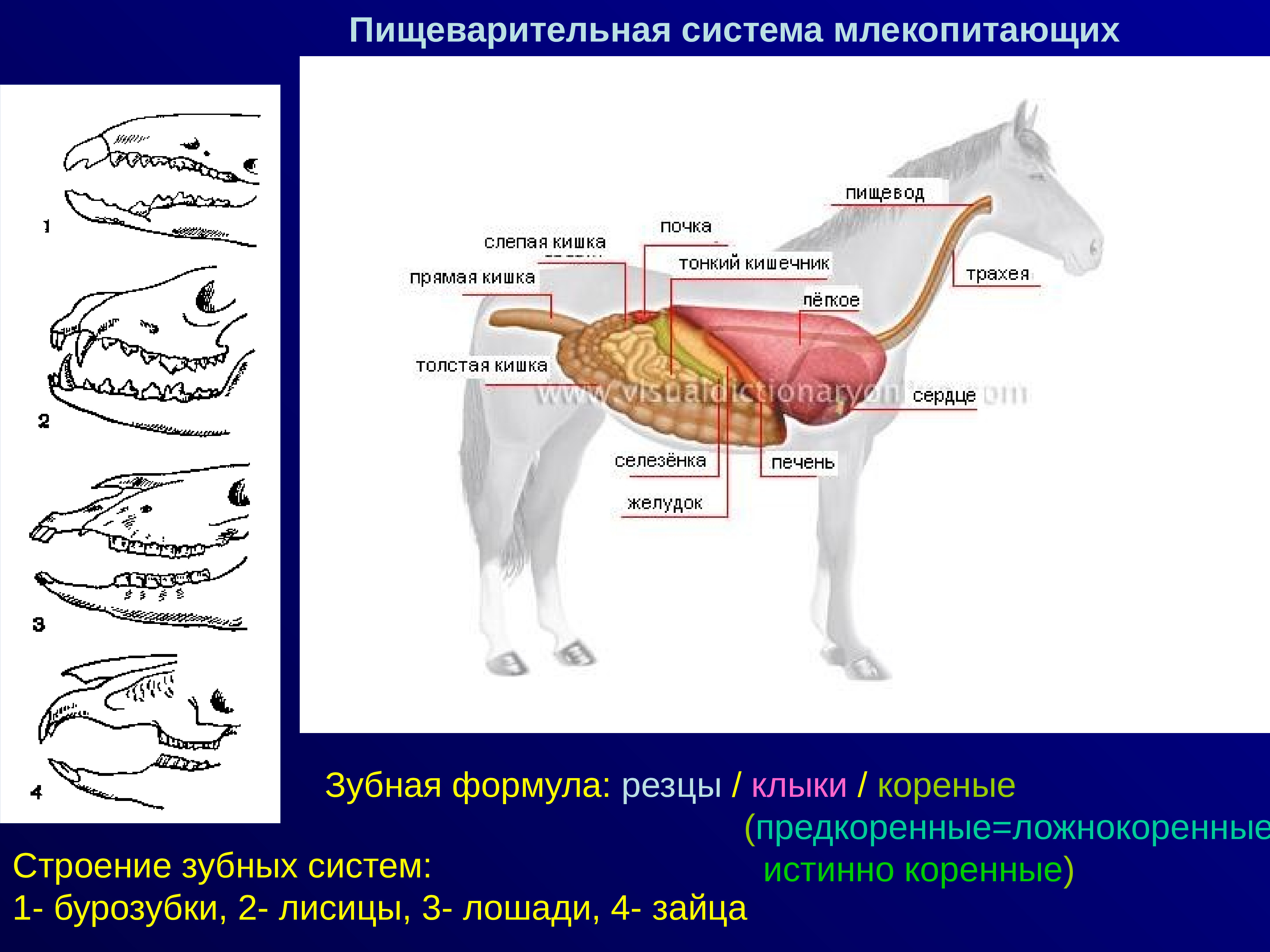 К органам пищеварительной системы млекопитающего относится. Пищеварительная система млекопитающих. Пищеварительная система млекопитающих схема. Строение пищеварительной системы млекопитающих. Пищевод млекопитающих.