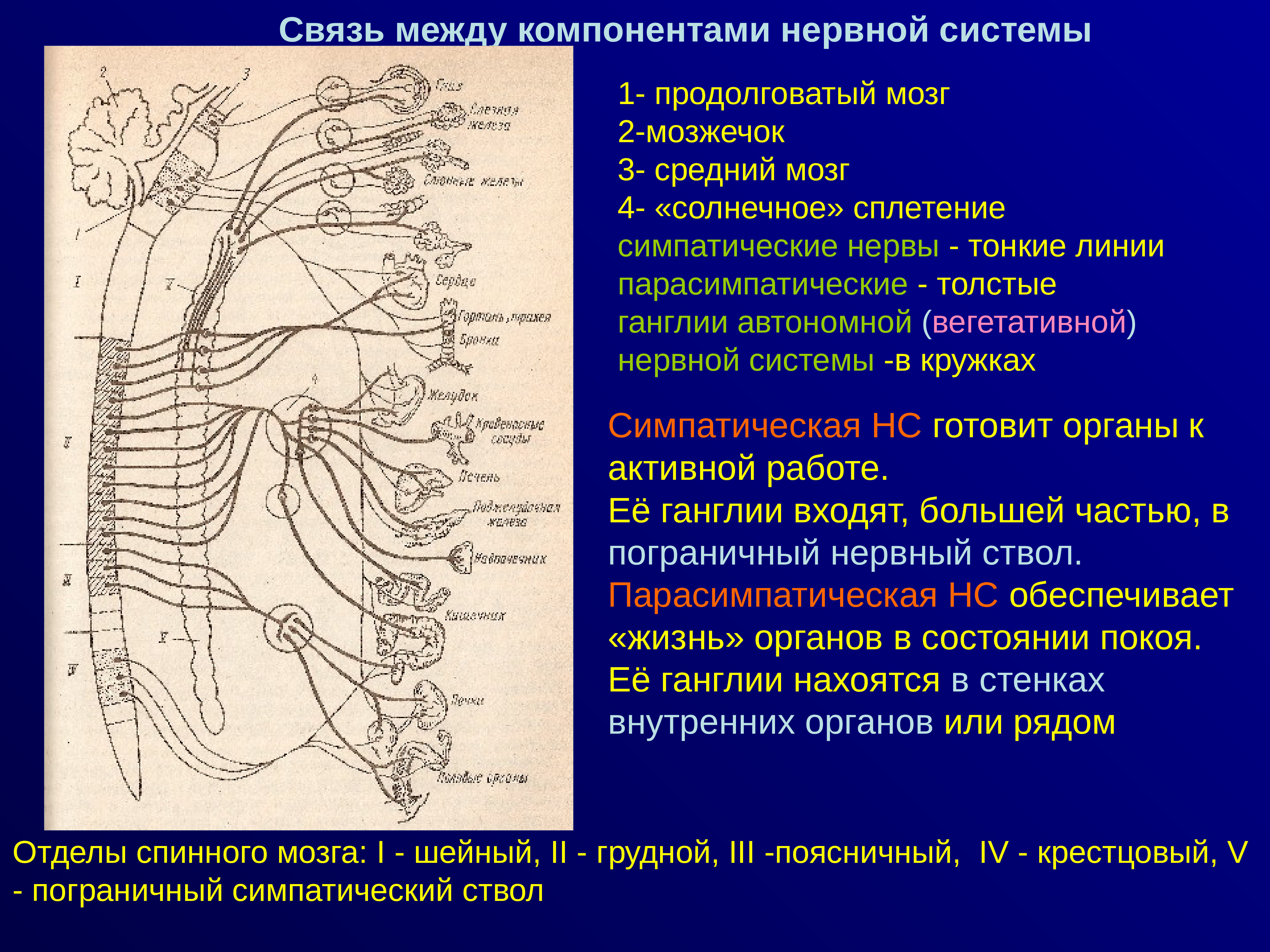 Симпатическая и парасимпатическая нервная система. Симпатическая нервная система. Вегетативная нервная система человека. Парасимпатическая нервная система.